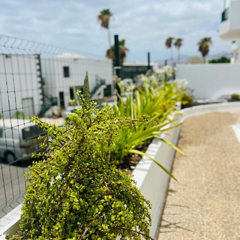 -MONTORIAN Apartments -LANZAROTE - Apartamento - Planta baja - 61