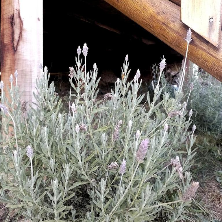 Villa Nicolasa - Chalet de 1 dormitorio - 13