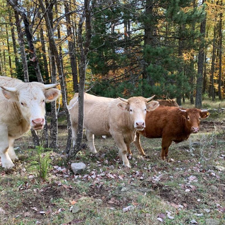 Ancienne ferme rénovée 8 pers, calme, confort, vue montagne et jardin - Maison de Vacances - 56