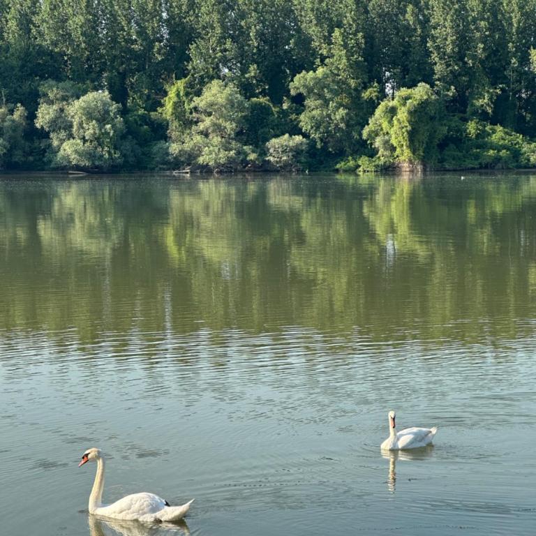 Kuca na Dunavu - Kuća sa 2 Spavaće Sobe - 7