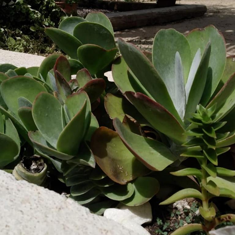 Casa Lo Fangar - Deltebre - Three-Bedroom House - 13