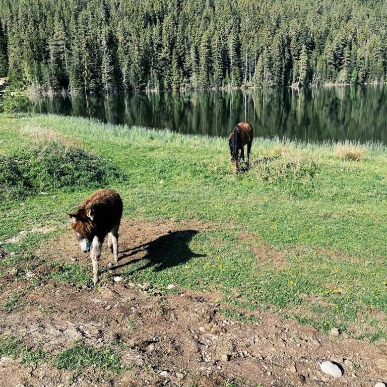 Zminica Lake House - Vila sa 2 Spavaće Sobe - 7