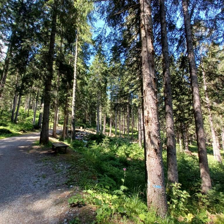 Appartamentino Marilleva 1400 - Apartment mit Blick auf die Berge - 23