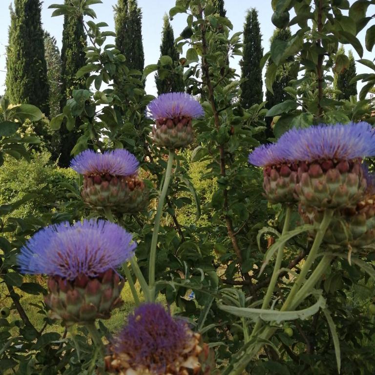 B&B La Giara di Assisi - Double Room with Garden View - 3