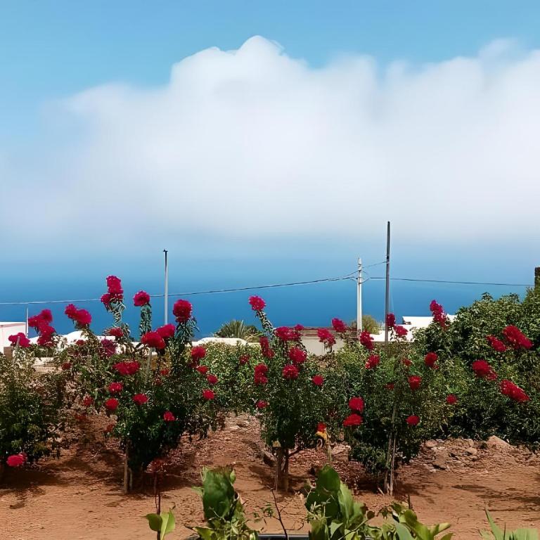 Dammuso Pantelleria - Fiori D'Ossidiana - Apartment mit 1 Schlafzimmer - 86