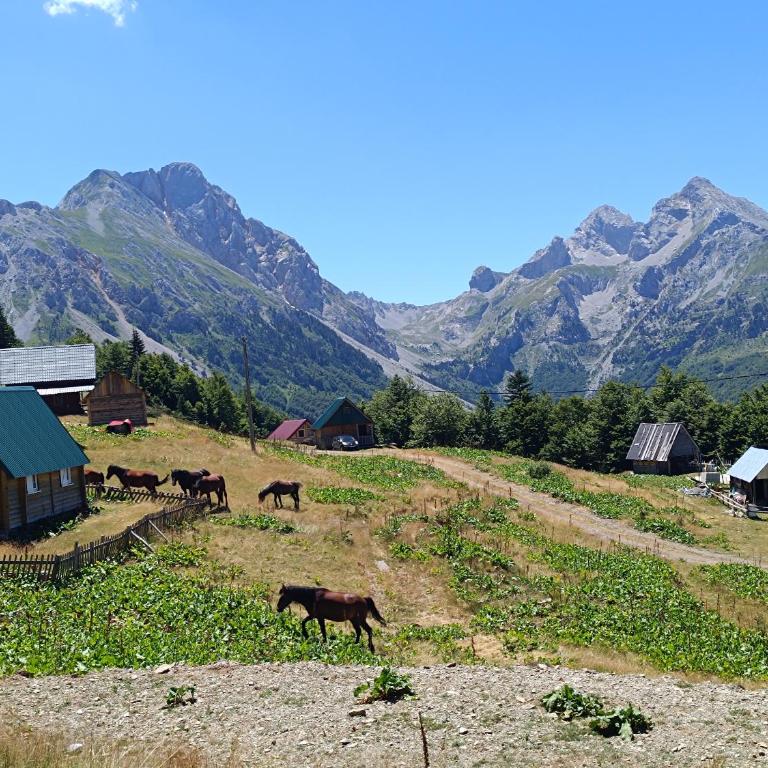 Komovi - Montenegrina Mountain house - Kuća sa 1 Spavaćom Sobom - 21