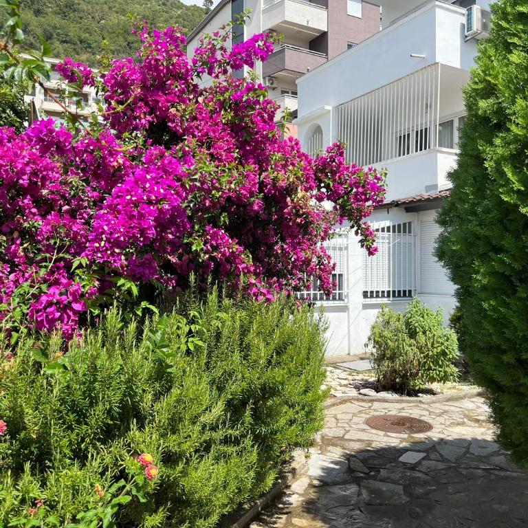 Stella Petrovac - One-Bedroom Apartment - 1