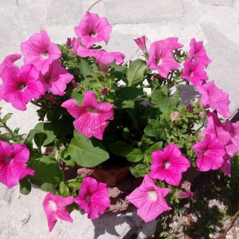 C'era una Volta il Salento - Two-Bedroom Apartment with Garden View - 25