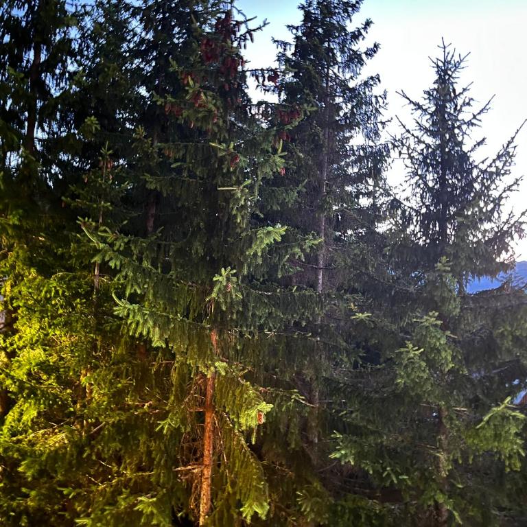 Vila Idila - Three-Bedroom Apartment - 6