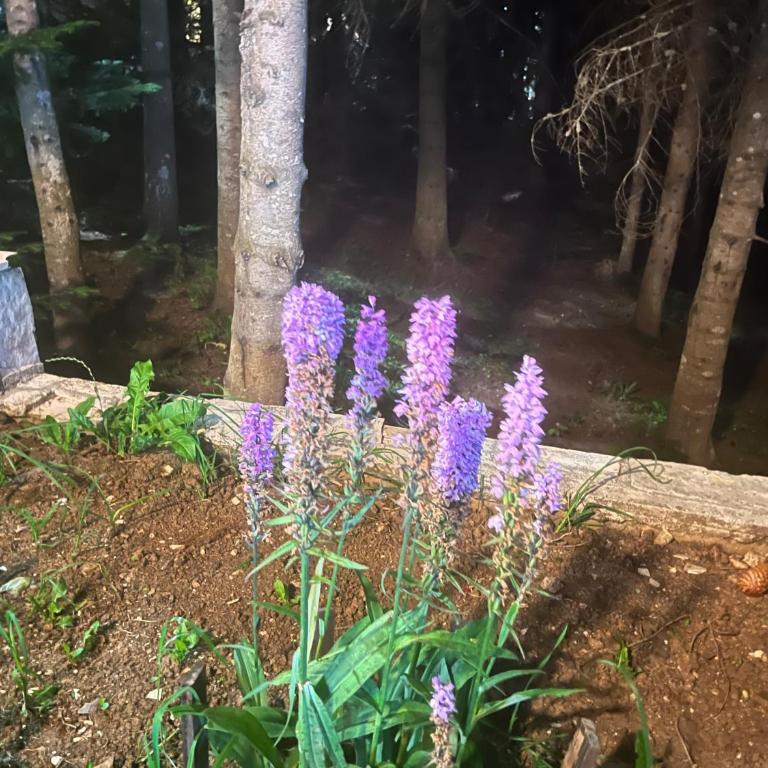 Vila Idila - Apartman sa 3 Spavaće Sobe - 3