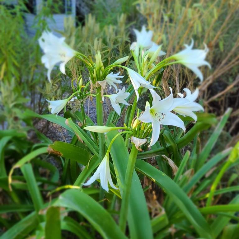 Chez Nous dans notre petit jardin - Camera Matrimoniale con Bagno Privato Esterno - 15