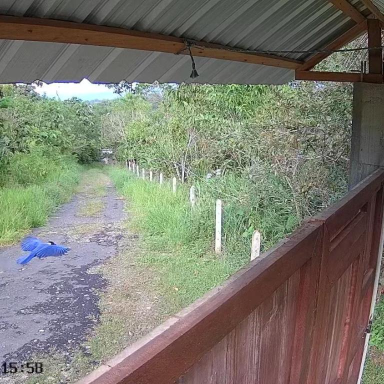 Rainforest Hut - Apartamento de 1 dormitorio - 19