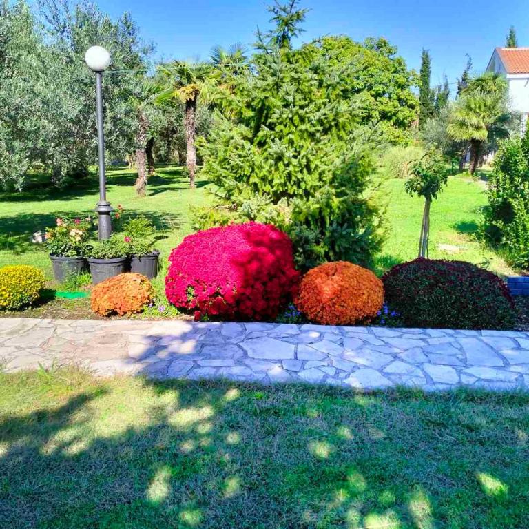 Olive apartment - Superior Apartman - 6