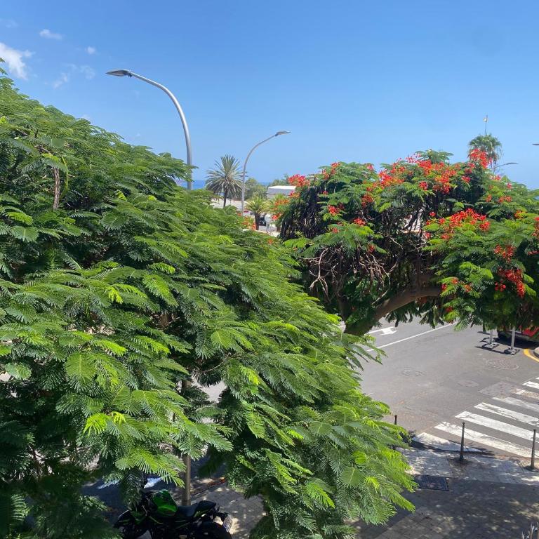 Santa Cruz de Tenerife Toscal, Free Parking gratis - Apartamento - 8