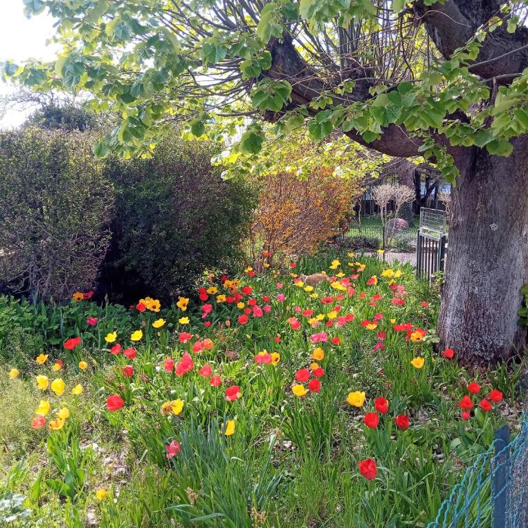 Rosalie Cottage - Appartement 1 Chambre - 26