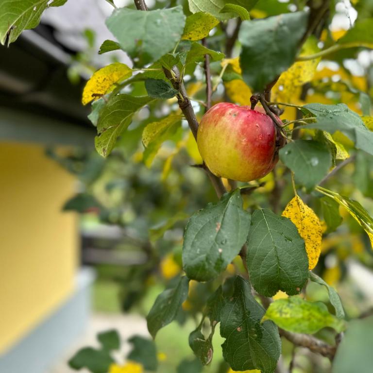 B&B Hills Bihać - One-Bedroom House - 10