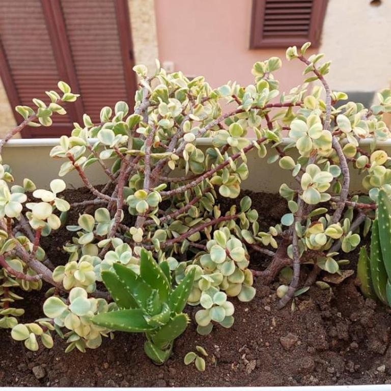 Maretto Suite - Appartamento con 2 Camere da Letto - 18