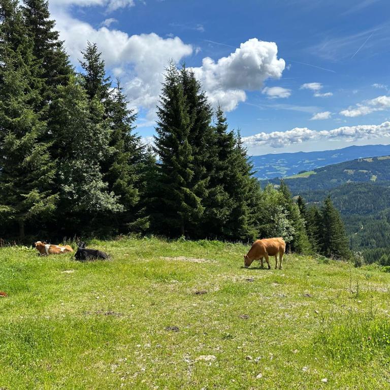 Berglisl - direkt an der Schipiste! Neue Ferienwohnung mit Sauna - Apartment - Erdgeschoss - 13