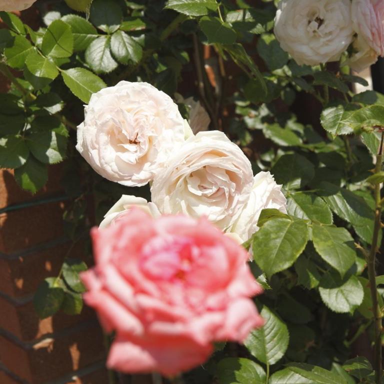 Holidays alle rose - Appartamento - 14