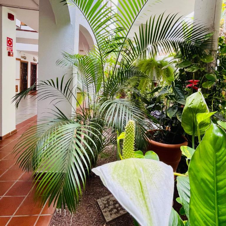 Aloha - Costa del Silencio - Apartamento de 1 dormitorio - 23