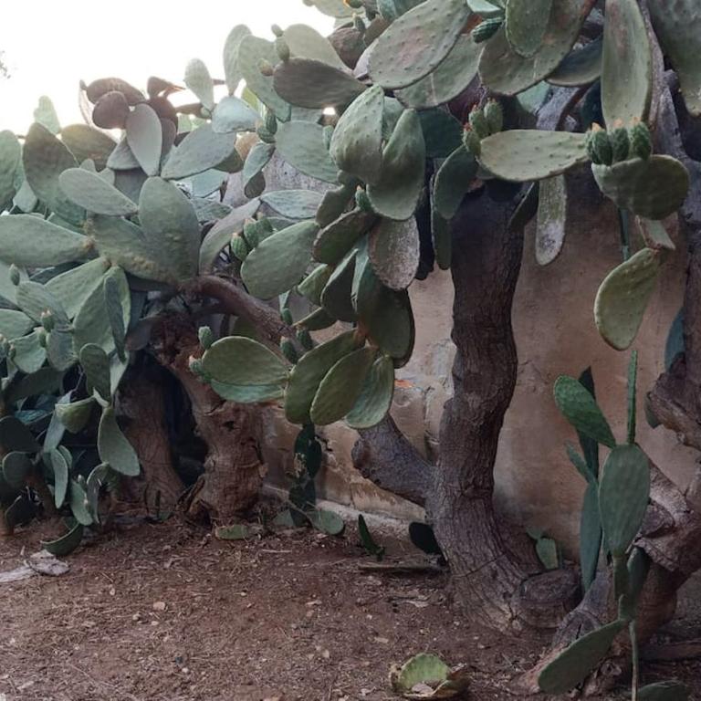 Appartamento in masseria a Porto Cesareo - Appartamento con 2 Camere da Letto - 27