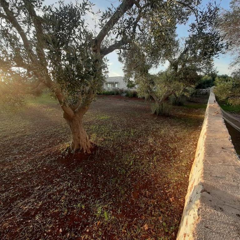 Trullo il Gatto Nero - Casa con 3 Camere da Letto - 51