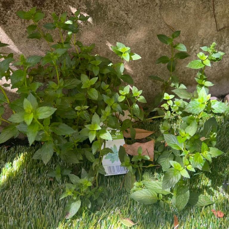Garden Suite - Appartamento con 2 Camere da Letto - 89