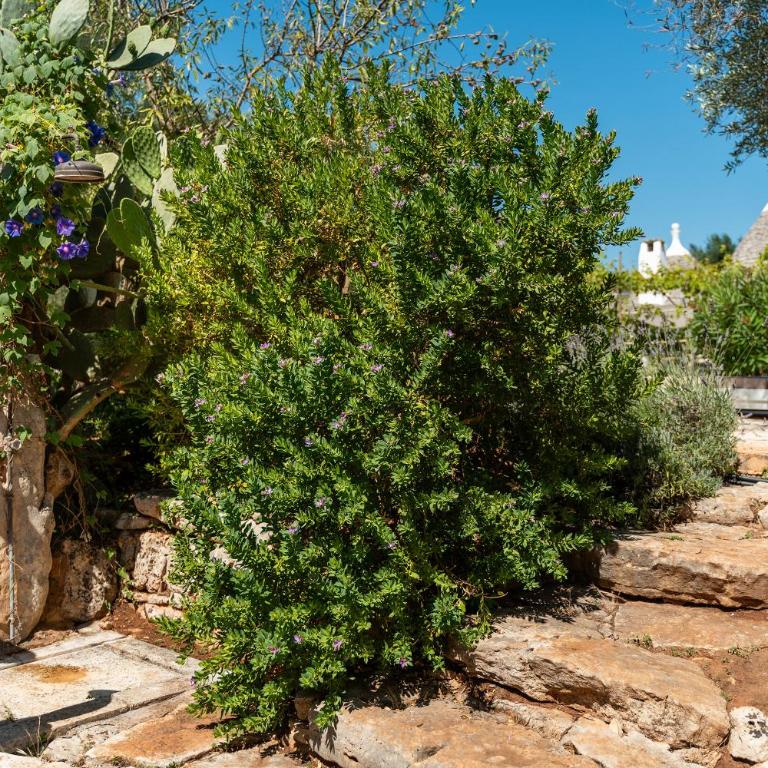 Trullo dell'Oleandro - Le Corti del Silenzio - Villa with Private Pool - 70
