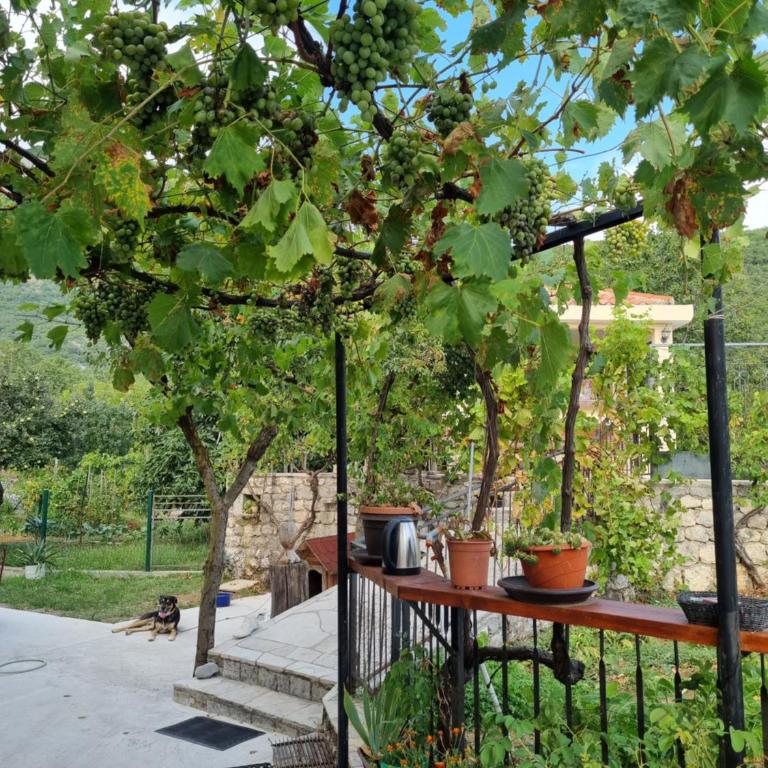 Guest house Duletic - Apartman - Prizemlje - 2