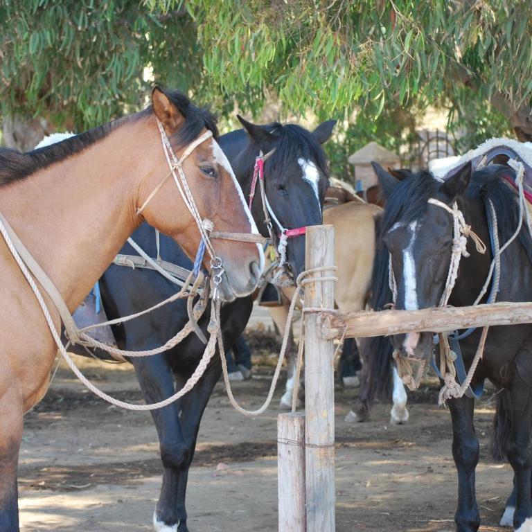 Papudo Laguna Un Lugar Privilegiado - Apartamento de 3 dormitorios - 22