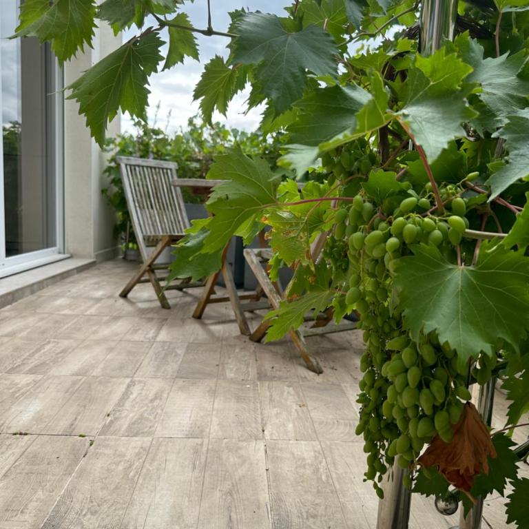 Pink Tropical Champagne - Apartment mit 1 Schlafzimmer - 57