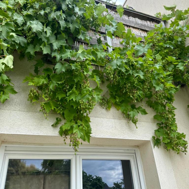 Pink Tropical Champagne - Apartment mit 1 Schlafzimmer - 61