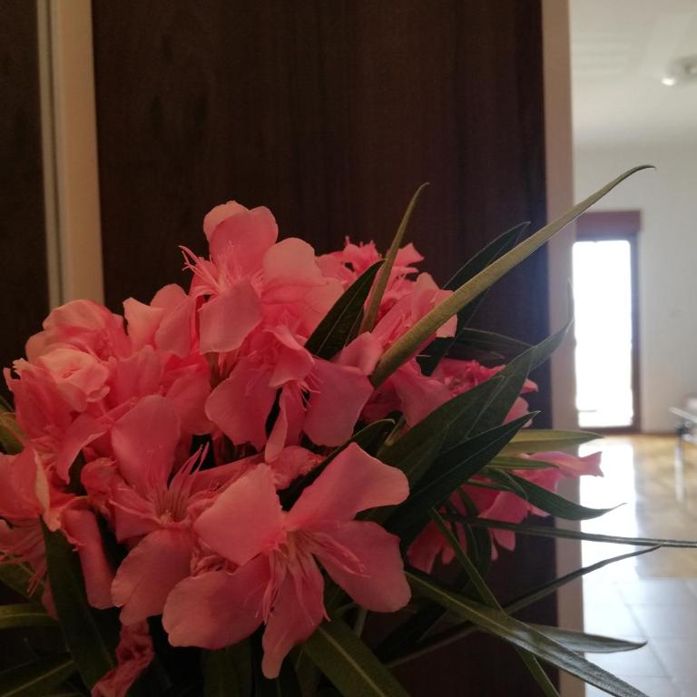 Apartment Anatolia of Becici - Studio - 17
