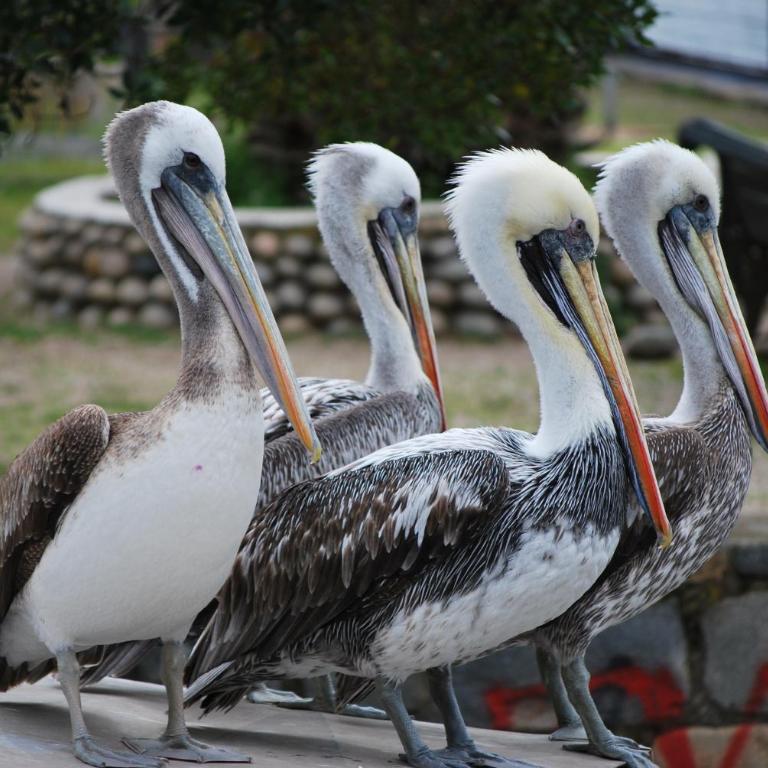 Papudo Laguna Un Lugar Privilegiado - Apartamento de 3 dormitorios - 27