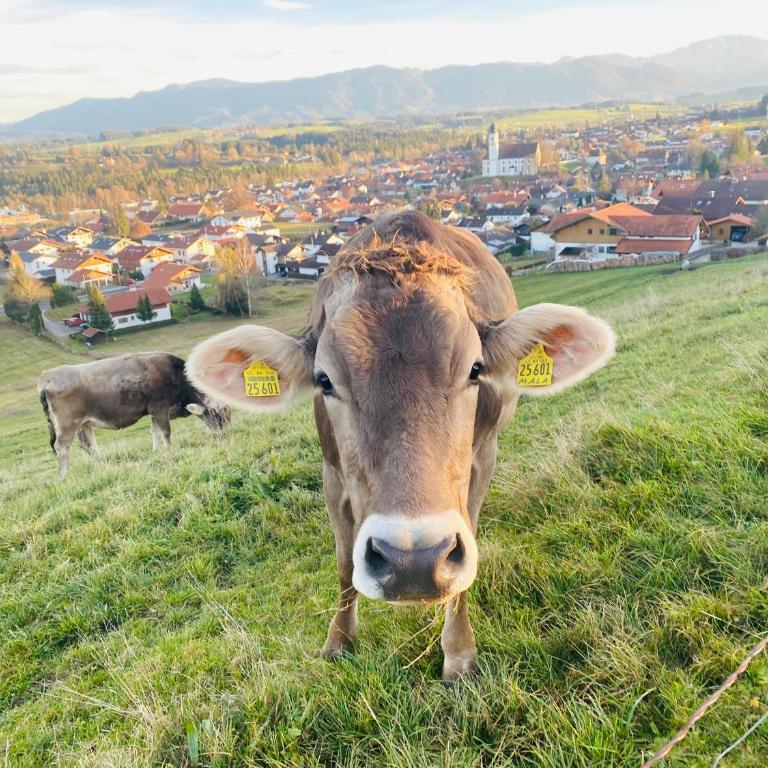 Villa Herzland Allgäu mit großem Garten und gemütlichem Kaminfeuer inklusive KÖNIGSCARD, Skipass, Bergbahn, Therme inkl - Villa mit 3 Schlafzimmern - 31