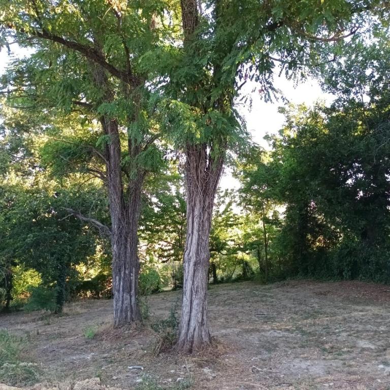 Oasi Santaquilina CHI-AMA 33962 - 78613 - Appartamento con 1 Camera da Letto - 4