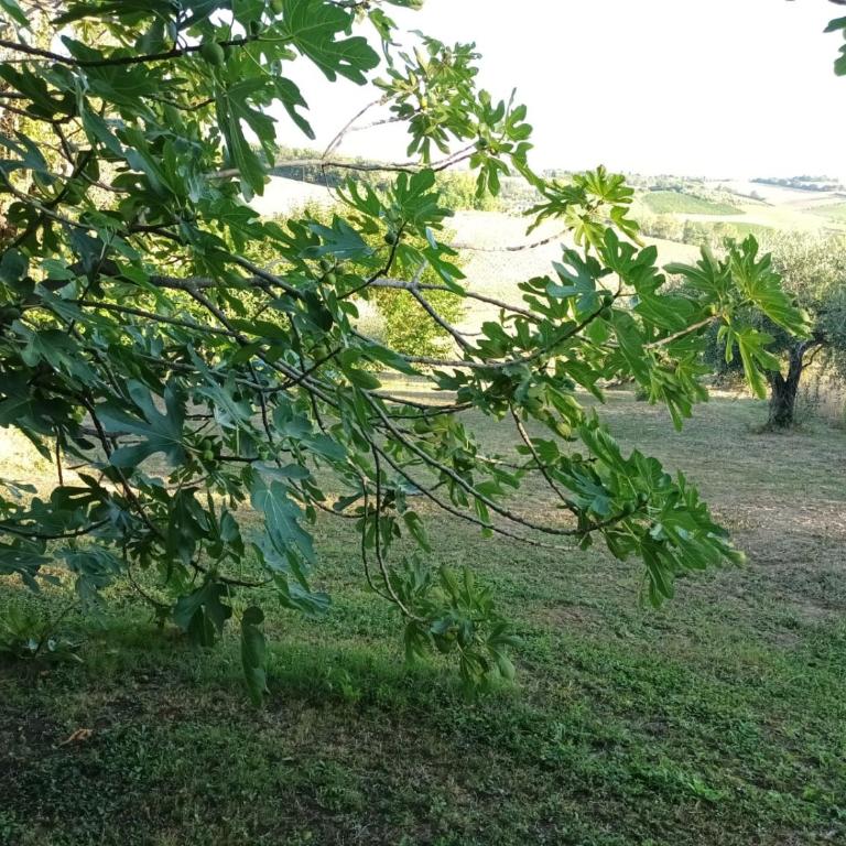 Oasi Santaquilina CHI-AMA 33962 - 78613 - Appartamento con 1 Camera da Letto - 5