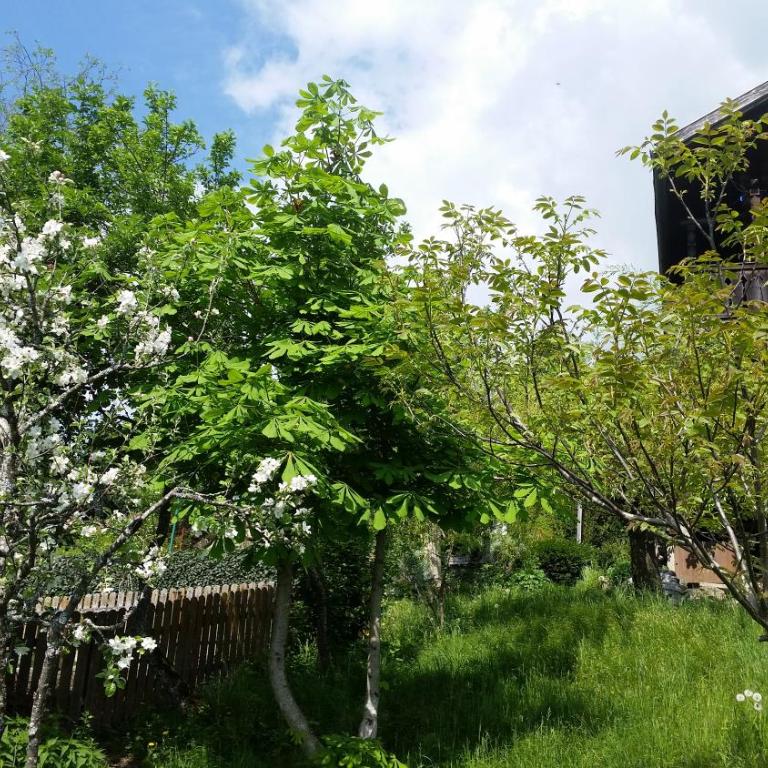 Ferienwohnung Mitterleithengut - Ferienhaus mit 4 Zimmern - 19