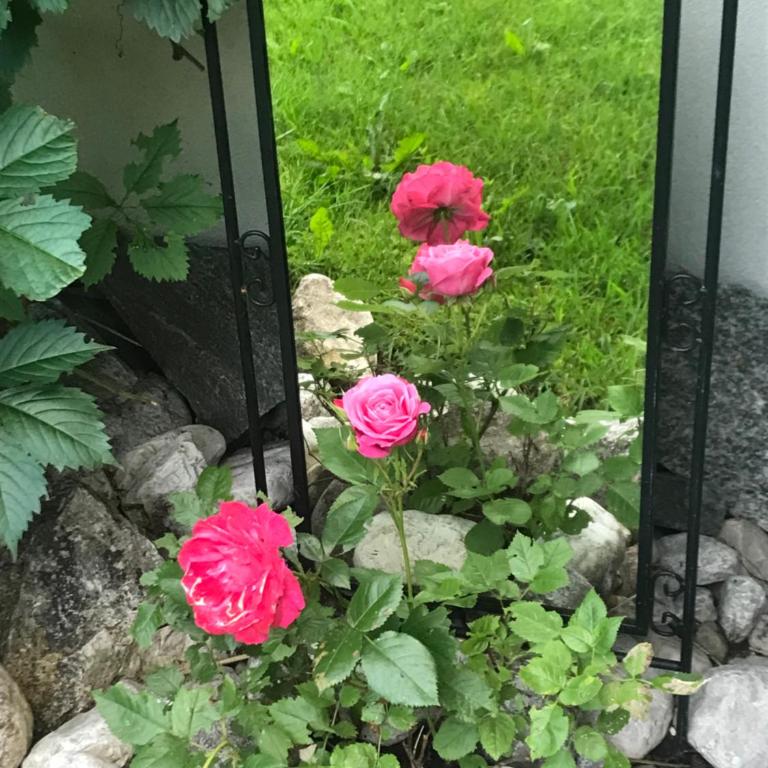 Haus Hoher Sattel - Apartment - unter dem Dach - 6
