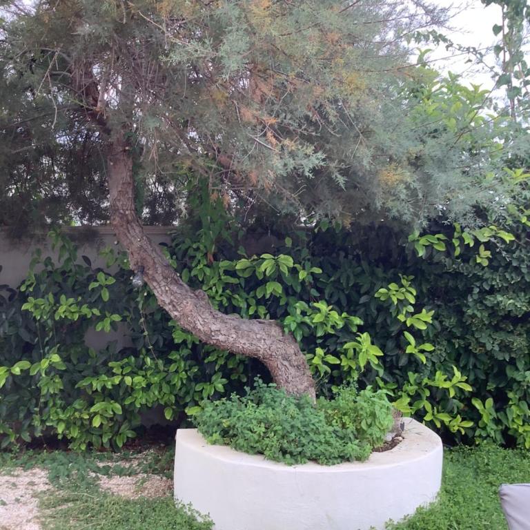 Dimora dell’Ozio in riva al mare - Three-Bedroom Villa - 10