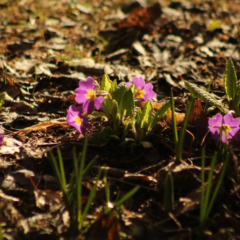 Bungalow Pai-Pay 2 - One-Bedroom House - 15