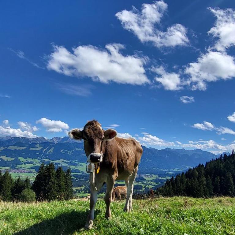 FeWo Allgäuzeit mit WLAN Oberstaufen Steibis - Apartment mit 1 Schlafzimmer - 25