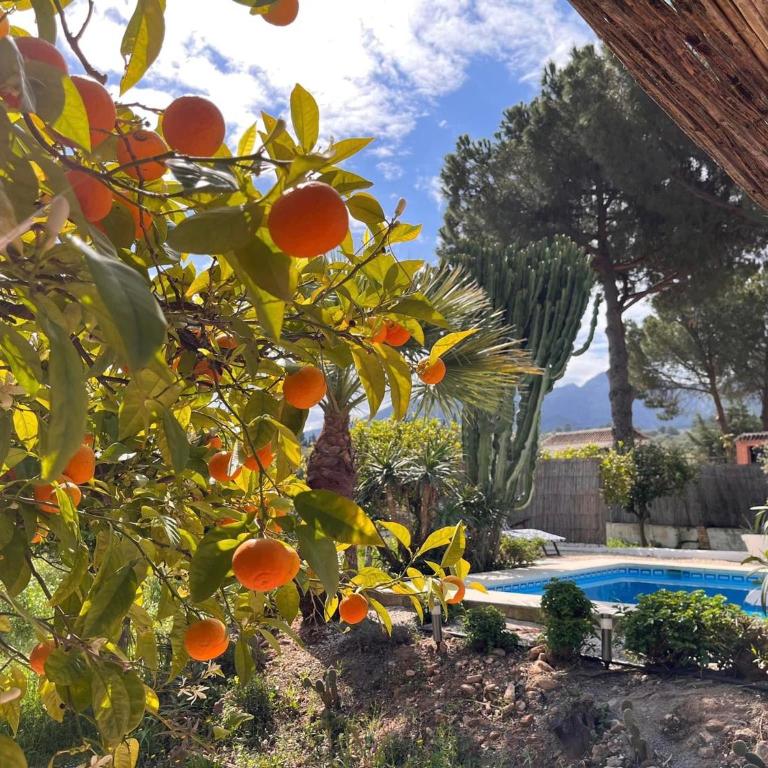 Casa Pipa Alhaurín el Grande - vrijstaande casita met privé zwembad en grote tuin - Casa con 1 dormitorio - 20