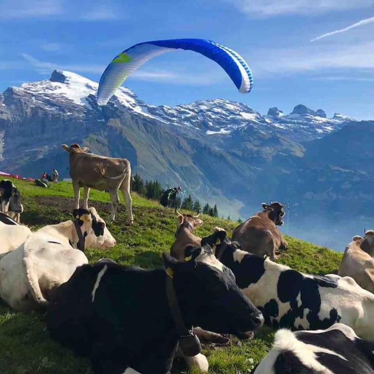 Sunny Design Chalet in Engelberg with spectacular view on Mount Titlis - Chalet de 3 dormitorios - 41