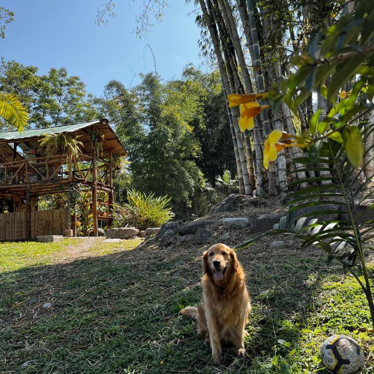 Senz Glamping - Mindo - Cottage - 11