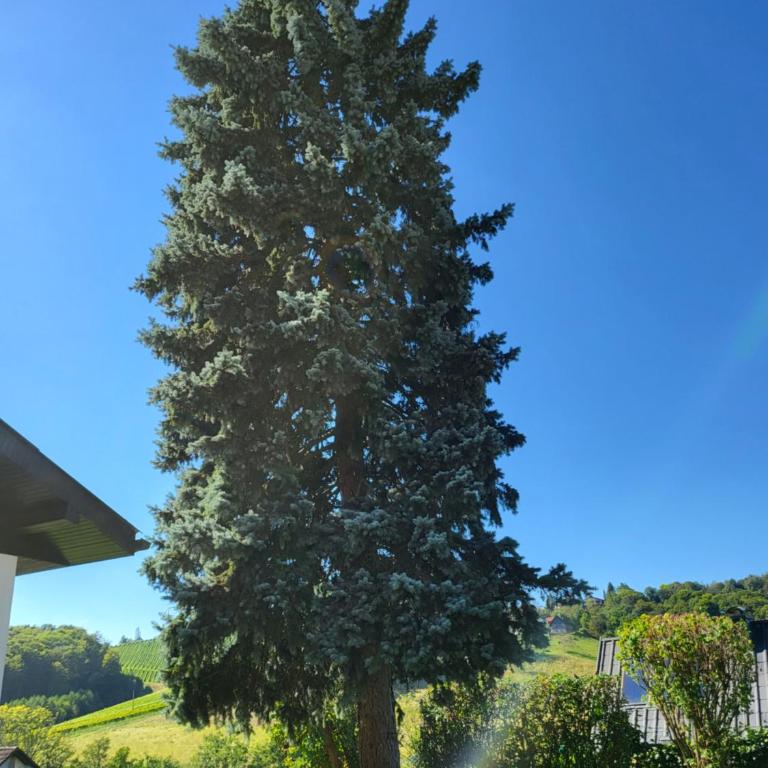 Ferienhaus Zangl am Seggauberg - Südsteiermark - Haus mit 1 Schlafzimmer - 29
