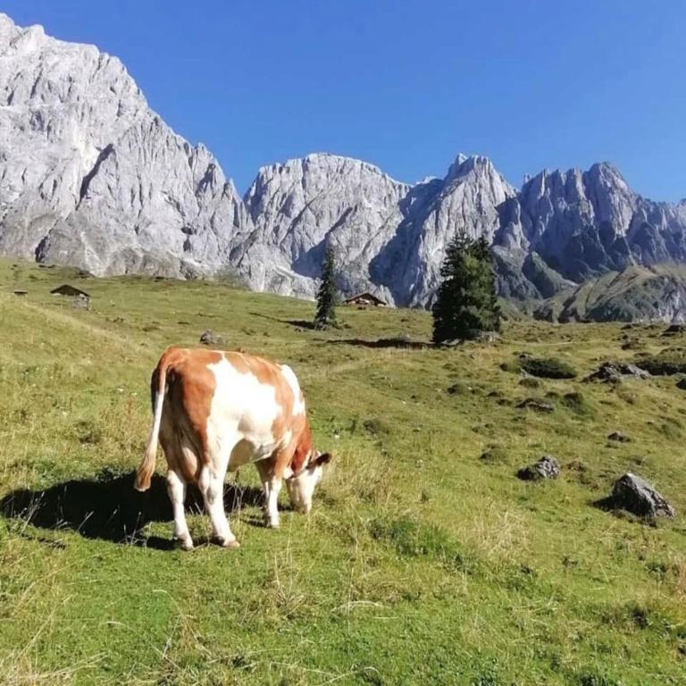 Bio Schartenalm - Chalet mit 3 Schlafzimmern - 31
