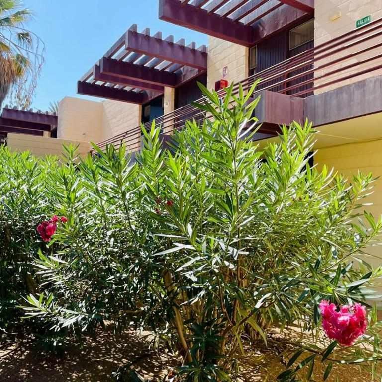 Brisa Marina Live Canarias - Apartamento con terraza - 29