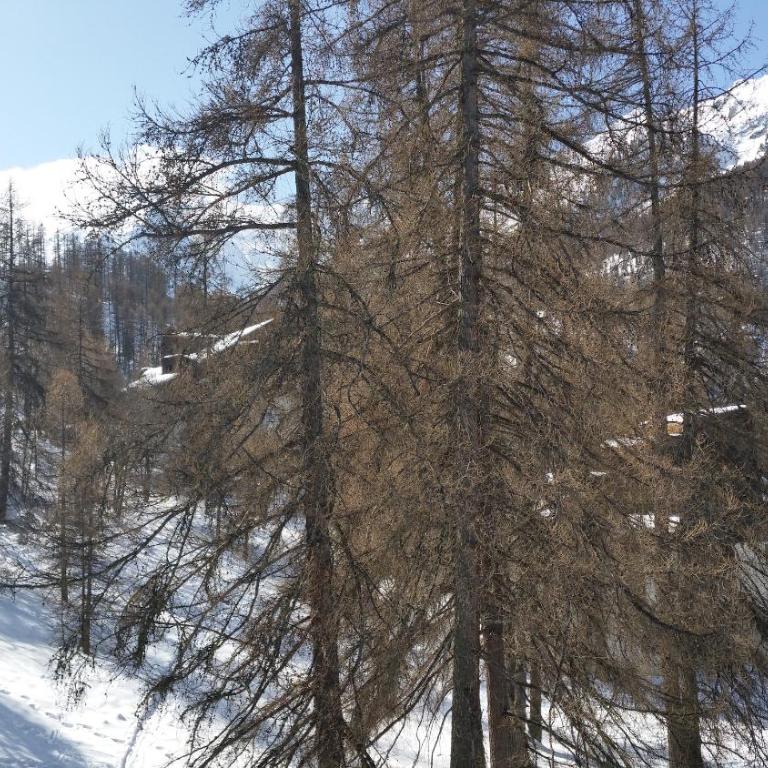 Le Lodge des marmottes - Calme, cosy, vue nature - Apartment mit 1 Schlafzimmer - 22
