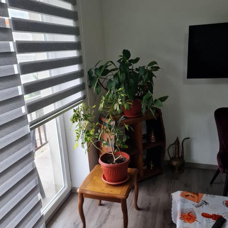 Apartmani Villas - Standardni Trokrevetni Studio - 15